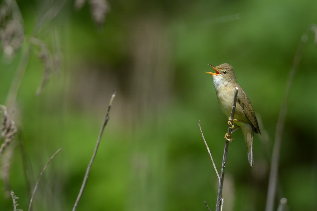 Cannaiola verdognola